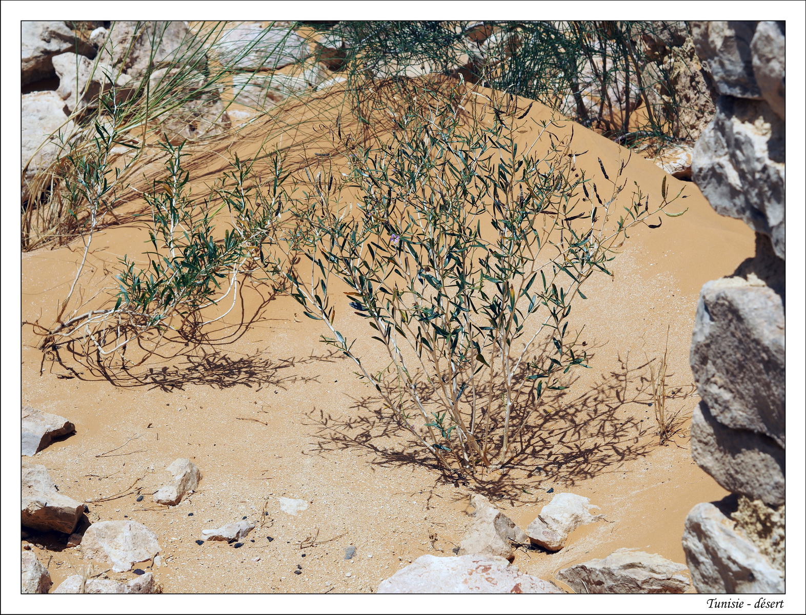 2018 - 05 - Djerba - 12